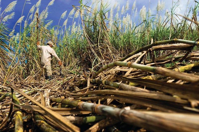 Mauritius Sugar Cane Fields